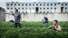 Die sichersten Bio-Tomaten der Welt