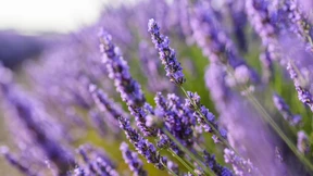 Lavendelernte in Oberbayern