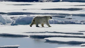 Der Hunger der Eisbären