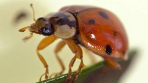 Die Kannibalen unter den Käfern leben riskant