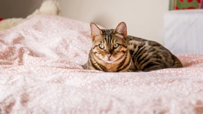 Was denken Katzen wirklich?