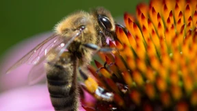 Bienensterben betrifft am Ende die Verursacher