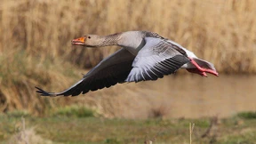 Wildgänsen auf der Spur