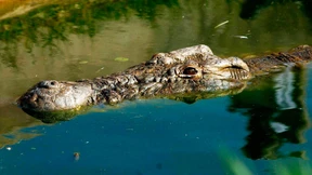 Krokodilalarm wegen Jahrhundertflut