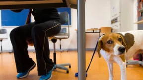 Demokratie?  Mehr oder weniger