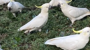 Forscher entdecken zahlreiche Tanzmoves bei Kakadus