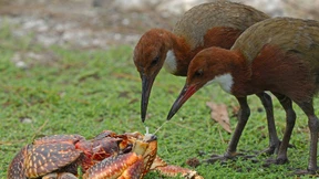 Wenn ein Vogel das Fliegen verlernt
