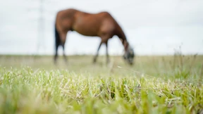 Pferde von Unbekanntem schwer verletzt