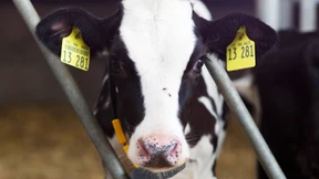 Brüssels Nothilfen nutzen Bauern nicht viel