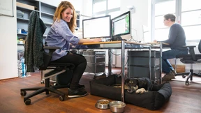 Soll der Hund ins Büro?