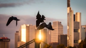 Protest gegen den Umgang mit Tauben