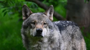 „Ja, ich werde auf die Wolfsjagd ­gehen“