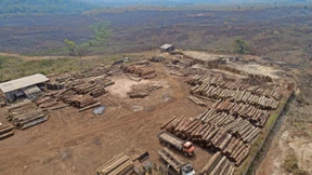 EU-Entwaldungsgesetz verschoben