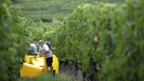 Ein Rotwein mit Wucht