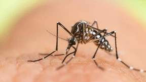 Dieser gefährliche Zuwanderer saugt jetzt auch im Rheingau