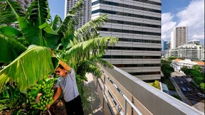 Wo die Gärten in den Himmel wachsen