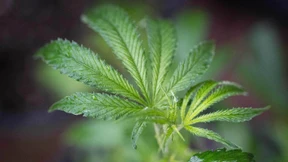 Mit Cannabis im Handgepäck in den Flieger