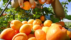 Altes Land, neue Früchte