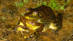 Ein Lurch zum Fressen