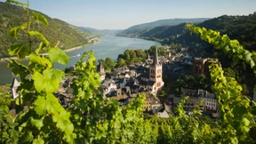 Damit der Traum vom Weingut kein Albtraum wird