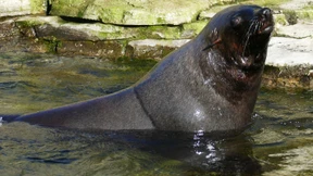 Der letzte Seebär ist tot