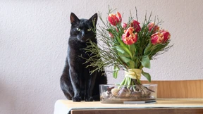 Wieso Freitag, der 13., als Unglückstag gilt