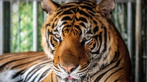 72 Tiger in thailändischem Park durch Virus verendet