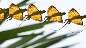 Meister des Gleitflugs