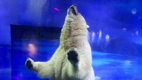 Pizza darf nicht in den Zoo