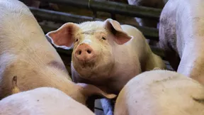 Vom Schwein wird praktisch alles verwendet