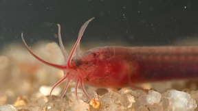 Ein Blindfisch aus dem Brunnen