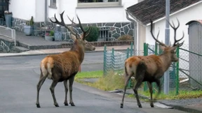 Wenn der Hirsch in die Wohnung guckt