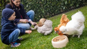 Wie man testen kann, ob Hühner das richtige Hobby für einen sind