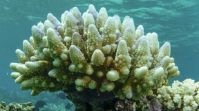 Hitzewelle löst neue Massenbleiche am Great Barrier Reef aus