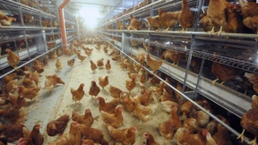 Was die „Initiative Tierwohl“ bringt 