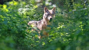 Die Wolfsfamilie bekommt wieder Nachwuchs