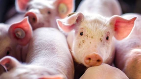 Klöckner warnt vor Schweinepest in Deutschland
