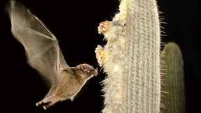 Ein dichter Pelz für die akustische Bühne