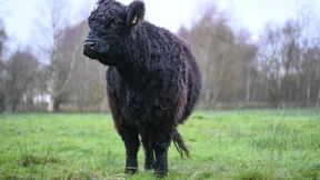 Gallowayrind illegal auf der Weide geschlachtet