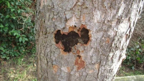 Das Sterben der Stadtbäume