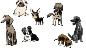 Partner mit der weichen Schnauze