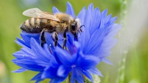 Klage gegen Pestizid-Verbot zum Schutz von Bienen