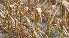 Was bleibt vom schönen Sommer?