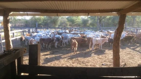 Das Rindvieh als Renditetreiber