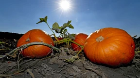 Bauern setzen auf den Kürbis