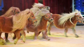 Die Pappnase fällt nicht weit vom Vater 