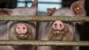 Ermittlungen gegen Schweinemastbetriebe wegen Tierquälerei