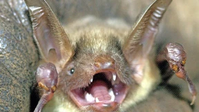 Fledermäuse suchen Unterschlupf