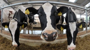 Bringt das Geld in den Stall!