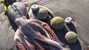 Rätselhaftes Tiersterben auf Kamtschatka